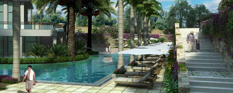 DLF Camellias