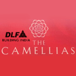 DLF Camellias