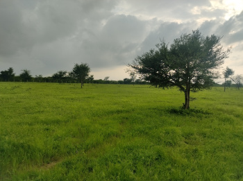 19.5 Bigha Agricultural/Farm Land for Sale in Sumerpur Pali, Pali