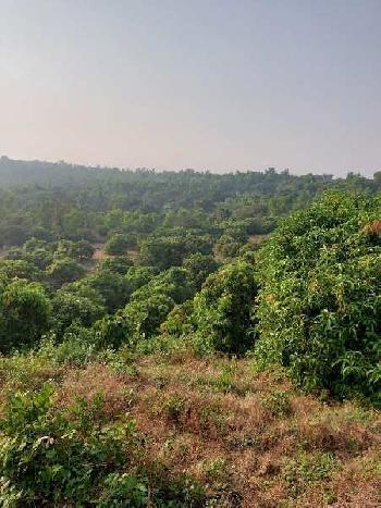 10 Acre Agricultural/Farm Land for Sale in Ganpatipule, Ratnagiri