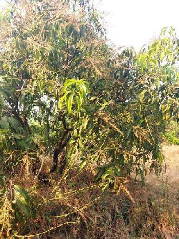 Property for sale in Ganpatipule, Ratnagiri