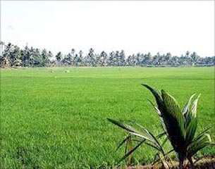 Agricultural/Farm Land for Sale in Kolkata South, Kolkata (1000 Bigha)