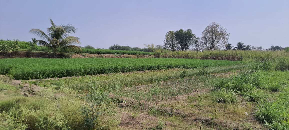 40000 Sq.ft. Agricultural/Farm Land for Rent in Talegaon Dabhade, Pune