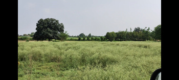 7 Acre Agricultural/Farm Land for Sale in Punjab