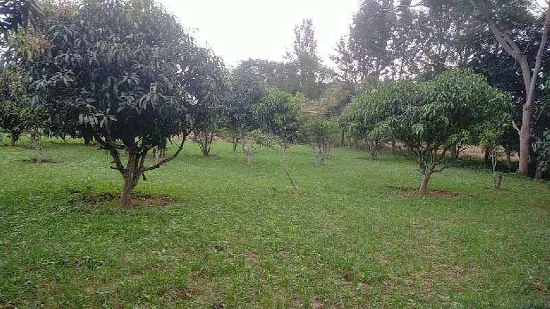Quarter Acre Farm Land For Sale At Thally