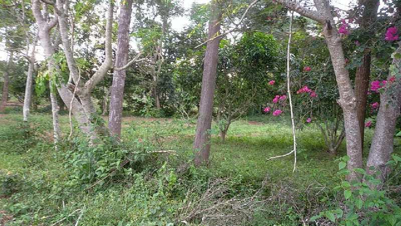 Half acre farm land for sale at Developed project