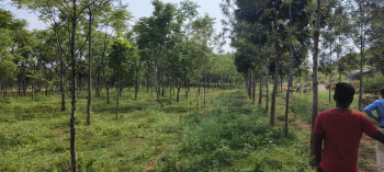 21780 Sq.ft. Agricultural/Farm Land for Sale in Denkanikottai, Krishnagiri