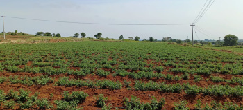 3 Acre Agricultural/Farm Land for Sale in Denkanikottai, Hosur
