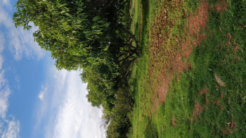 20 Acre Agricultural/Farm Land for Sale in Thalli, Krishnagiri