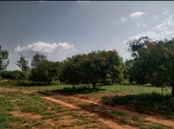 10 Acre Agricultural/Farm Land for Sale in Thalli, Krishnagiri