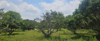 Agricultural/Farm Land for Sale in Denkanikottai, Krishnagiri (10890 Sq.ft.)