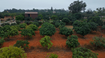 Agricultural/Farm Land for Sale in Denkanikottai, Krishnagiri (10890 Sq.ft.)