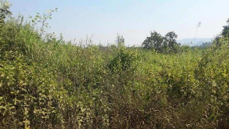 Agricultural Land For Sale In Tungi Road, Lonavala