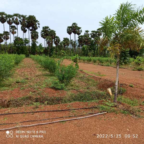 200 Sq. Yards Agricultural/Farm Land for Sale in Kothavalasa, Visakhapatnam