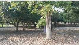 Property for sale in Kelwad, Nagpur
