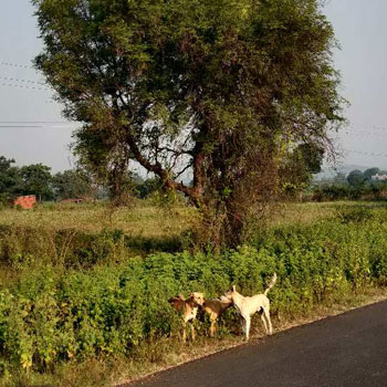 5 Acre Agricultural/Farm Land for Sale in Kalameshwar, Nagpur