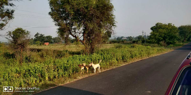 5 Acre Agricultural/Farm Land for Sale in Kalameshwar, Nagpur