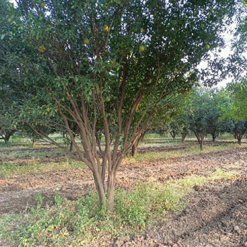 Property for sale in Kalameshwar, Nagpur