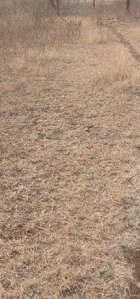8 Acre Agricultural/Farm Land for Sale in Mohapa, Nagpur