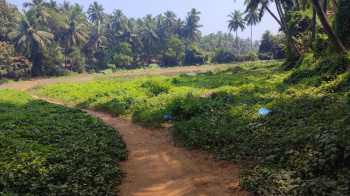 5439 Sq. Meter Commercial Lands /Inst. Land for Sale in Morjim, Goa
