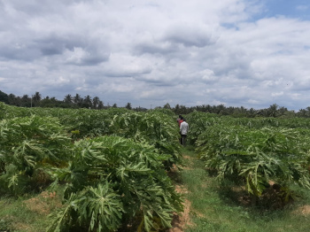 1.32 Acre Agriculture Land For Sale