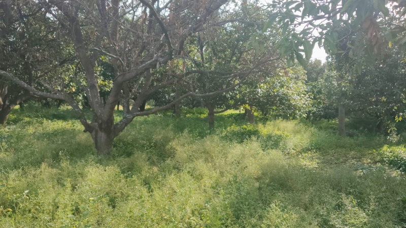 Residential Plot for Sale in Natrampalli, Vellore (55 Cent)