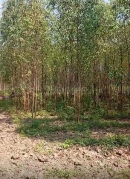 Property for sale in Miyagam Karjan, Vadodara