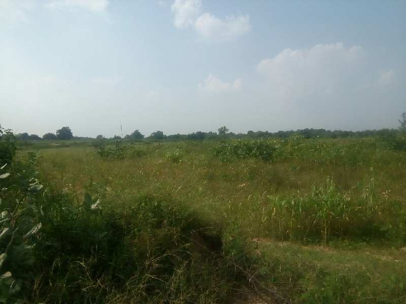 Agricultural Land For Sale In Sinnor To Madva Road Touch, Vadodara