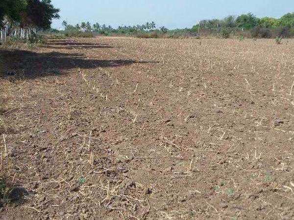 Farm Land for Sale in Sachin, Surat (3.25 Bigha)