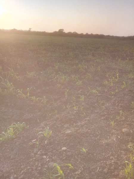 3 ACRES AGRICULTURE LAND FOR SALE IN BHARUCH.