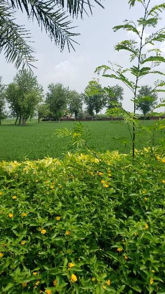 100 Acres land 3 km away from NH1