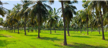 14 Acre Agricultural/Farm Land for Sale in Velur, Namakkal