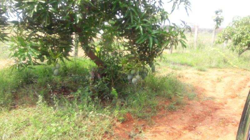 Agricultural/Farm Land for Sale in Melacheval, Tirunelveli (50 Acre)