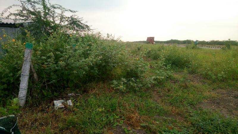 50 Acre Agricultural/Farm Land for Sale in Ettayapuram, Thoothukudi