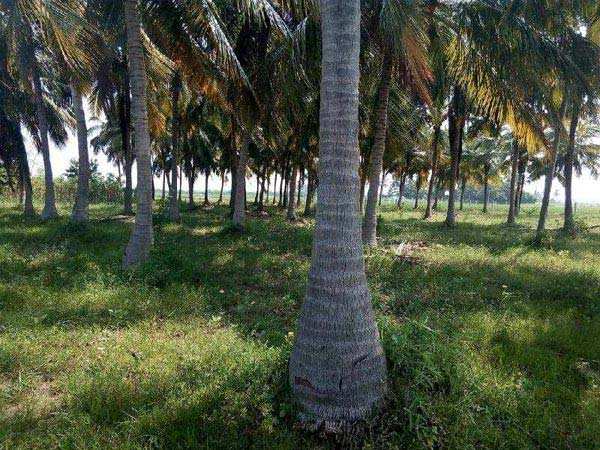 Agricultural/Farm Land for Sale in Tirunelveli (3.15 Acre)