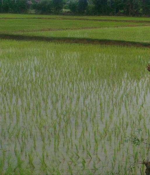 Agricultural/Farm Land for Sale in Tirunelveli (52 Acre)