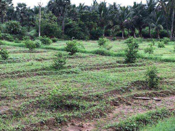 Agricultural/Farm Land for Sale in Puliyankudi, Tirunelveli (14 Ares)