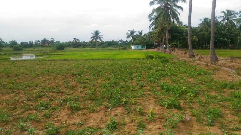 Agriculture Land For Sale In Tenkasi, Tirunelveli