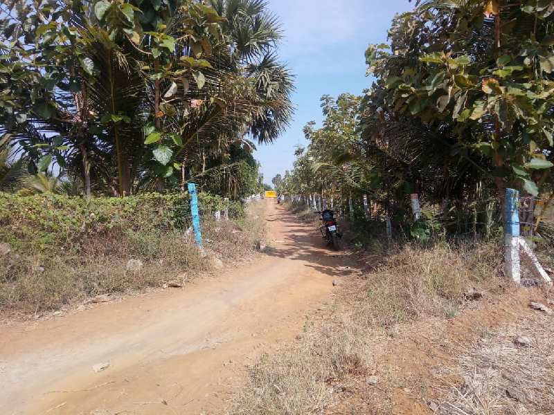 Agriculture Land For Sale In Tirunelveli ,Tamil Nadu