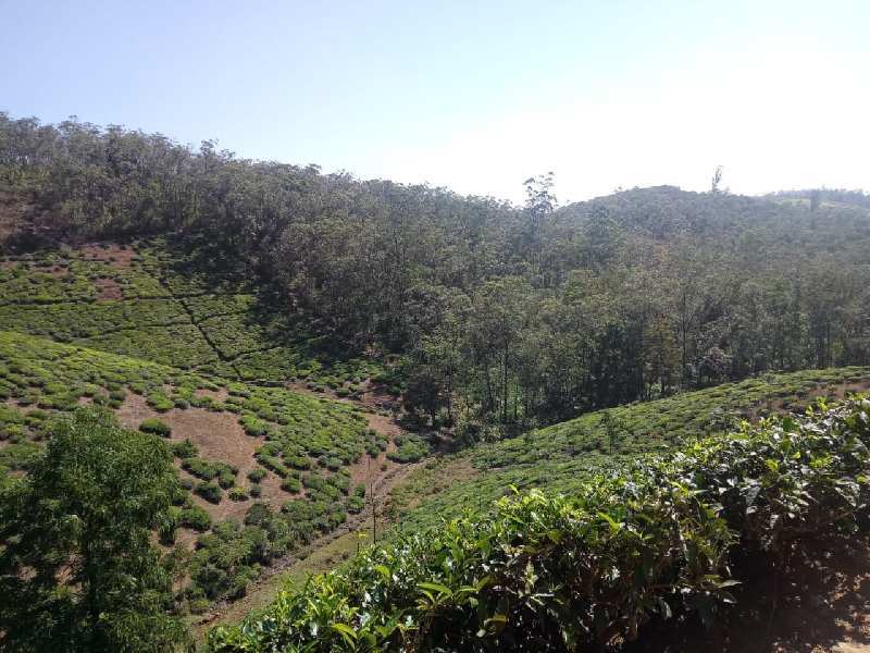 Agriculture Land For Sale In Udhagamandalam, Ooty