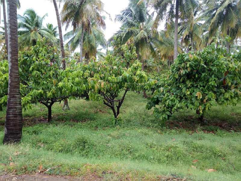 Agriculture Land For Sale In Nearby Tenkasi Kadayanallur