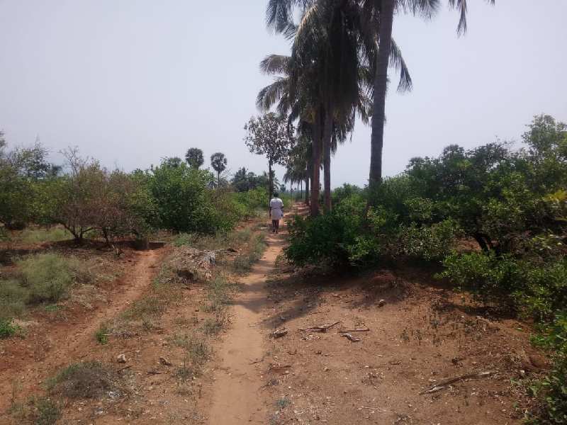 Agriculture Land For Sale In Tenkasi Hills Area, Tirunelveli