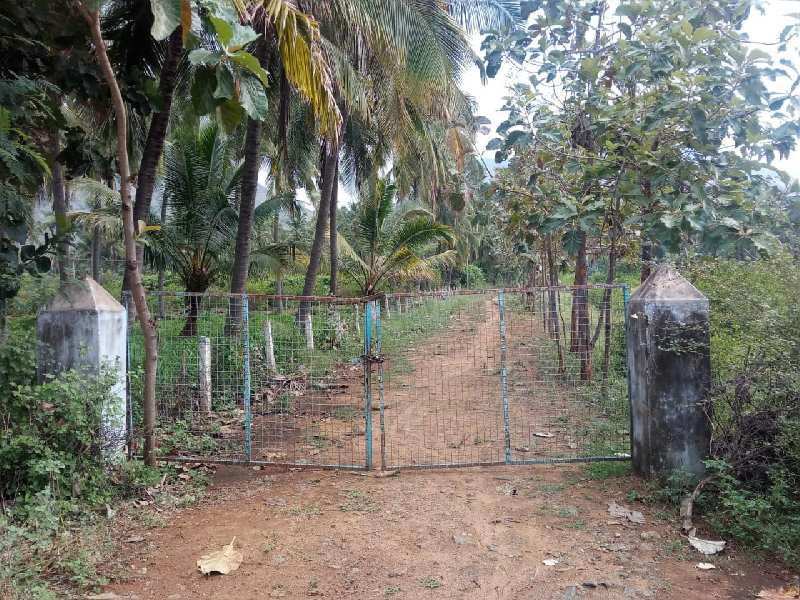 Agriculture Land For Sale In Tirunelveli, Tamil Nadu