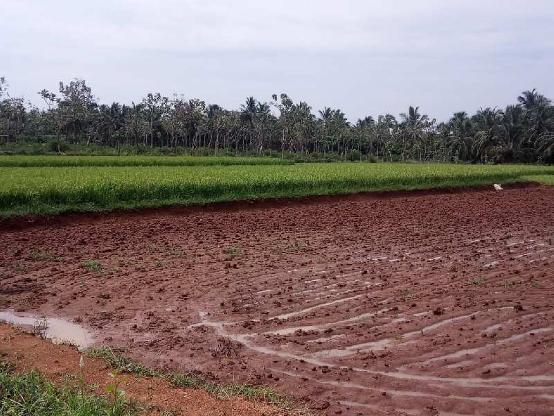Agriculture Land For Sale In Tirunelveli, Tamil Nadu