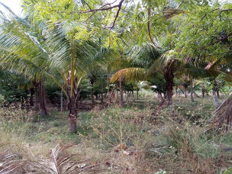 Agriculture Land For Sale In Near Hills Area Kadayanallur,Tenkasi