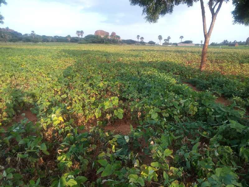 Agriculture Land For Sale In Sankarankovil, Tirunelveli