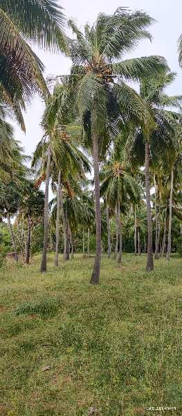78 Acre Agricultural/Farm Land for Sale in Tenkasi, Tirunelveli