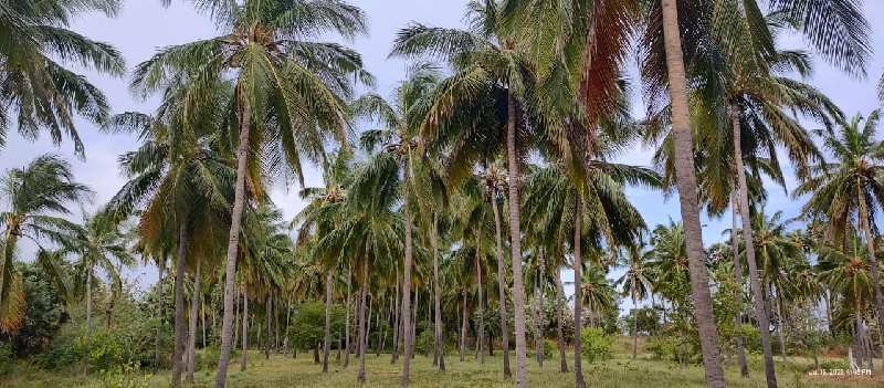 78 Acre Agricultural/Farm Land for Sale in Tenkasi, Tirunelveli