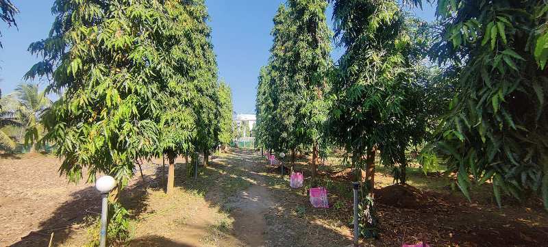42 Guntha Ready Farmhouse For Sale In Karjat. Trees Compound Boarwell Elctricity.