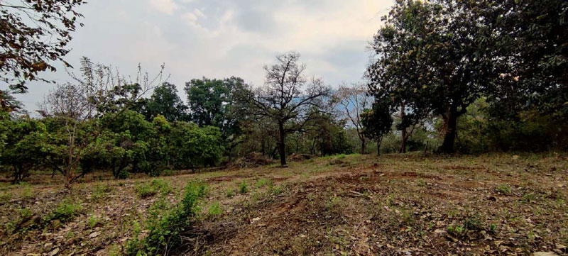 Waterfall, Mountain, Forest touch 1 to 5 acre land with big trees for sale at village Bhivpuri, Karjat.